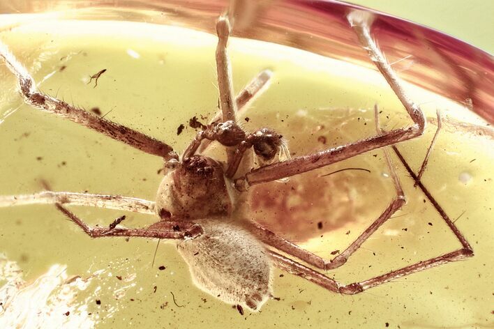 Two Detailed Fossil Spiders (Araneae) in Baltic Amber #321712